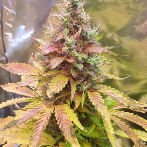 Mary ‎Lou growlog timeline photo