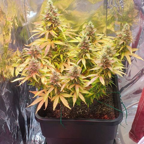 Mary ‎Lou growlog timeline photo