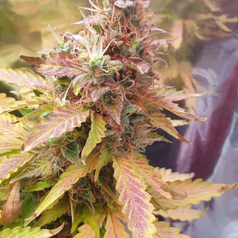 Mary ‎Lou growlog timeline photo