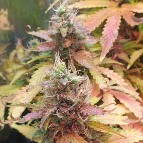 Mary ‎Lou growlog timeline photo