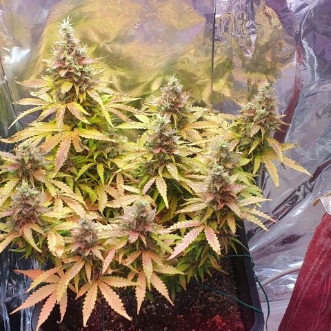 Mary ‎Lou growlog timeline photo