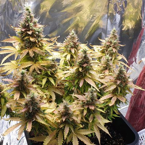 Mary ‎Lou growlog timeline photo