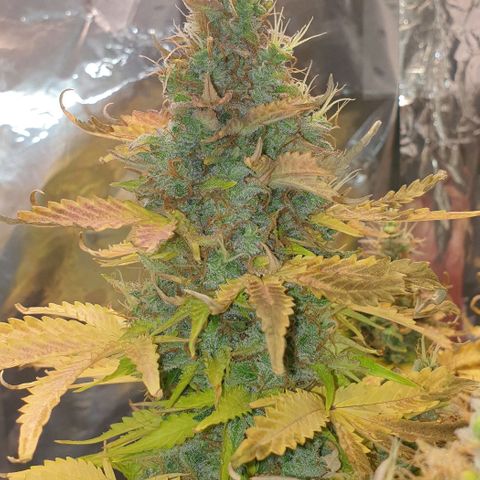 Mary ‎Lou growlog timeline photo
