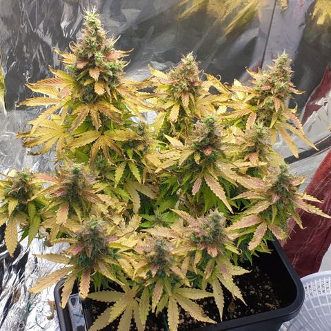 Mary ‎Lou growlog timeline photo