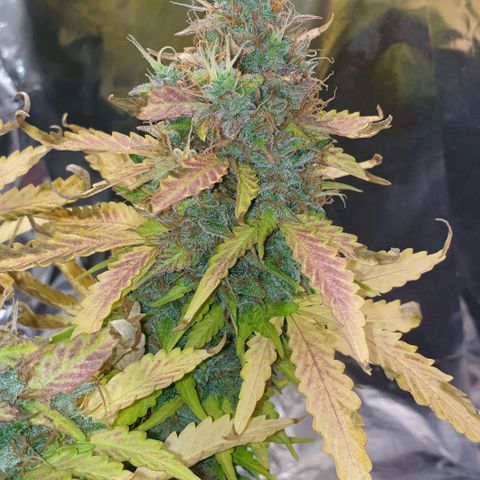 Mary ‎Lou growlog timeline photo