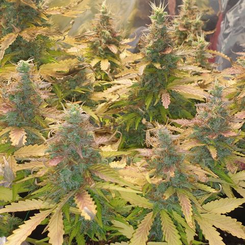 Mary ‎Lou growlog timeline photo