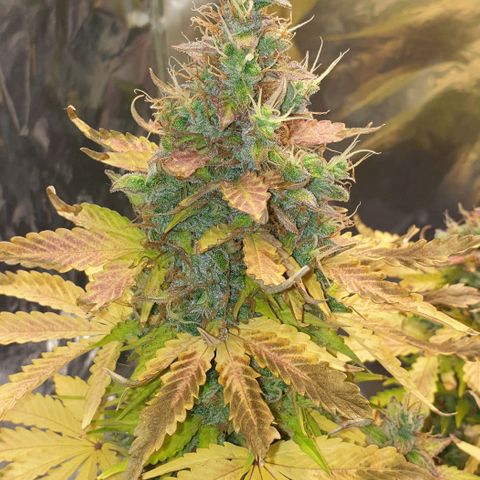 Mary ‎Lou growlog timeline photo