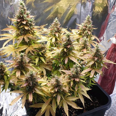 Mary ‎Lou growlog timeline photo