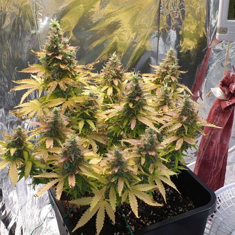 Mary ‎Lou growlog timeline photo