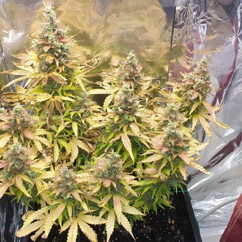 Mary ‎Lou growlog timeline photo