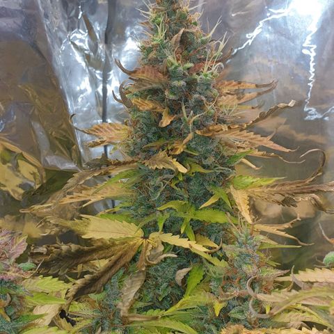Mary ‎Lou growlog timeline photo