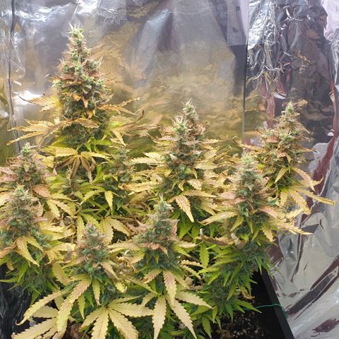 Mary ‎Lou growlog timeline photo