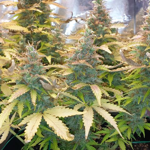 Mary ‎Lou growlog timeline photo