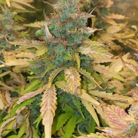Mary ‎Lou growlog timeline photo