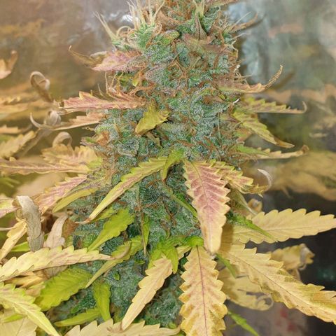 Mary ‎Lou growlog timeline photo