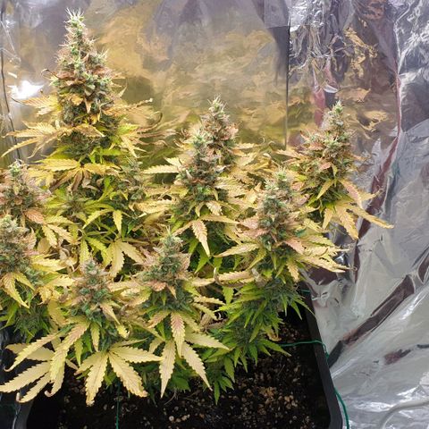 Mary ‎Lou growlog timeline photo