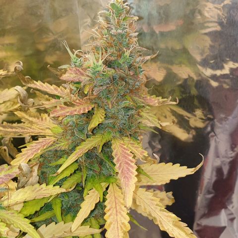 Mary ‎Lou growlog timeline photo
