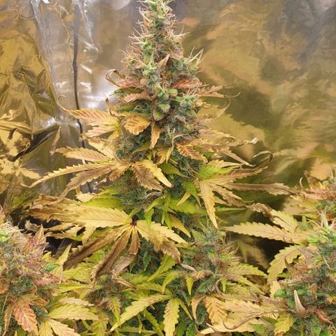 Mary ‎Lou growlog timeline photo