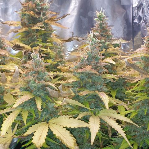 Mary ‎Lou growlog timeline photo