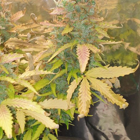 Mary ‎Lou growlog timeline photo