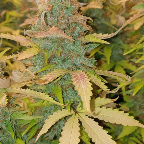Mary ‎Lou growlog timeline photo