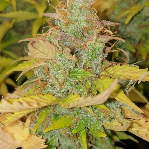 Mary ‎Lou growlog timeline photo
