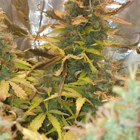 Mary ‎Lou growlog timeline photo