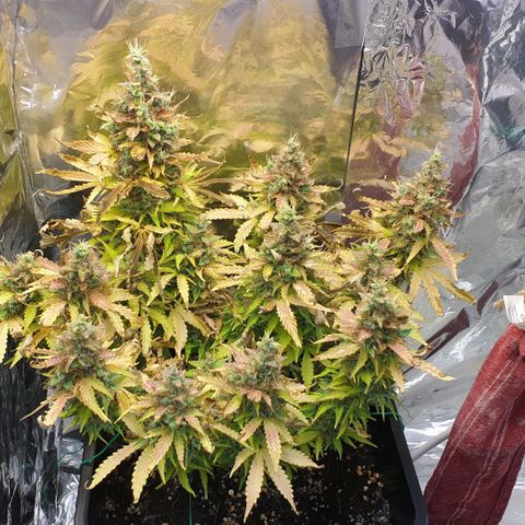 Mary ‎Lou growlog timeline photo