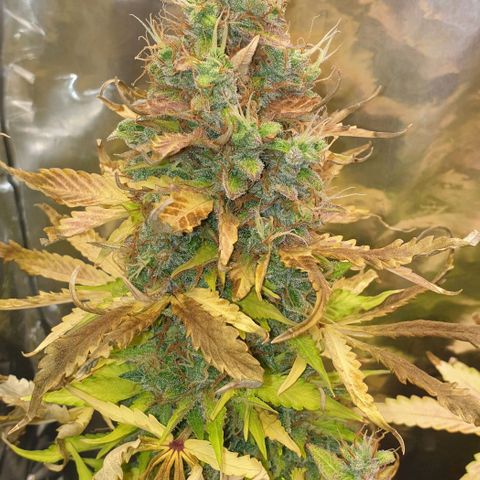 Mary ‎Lou growlog timeline photo