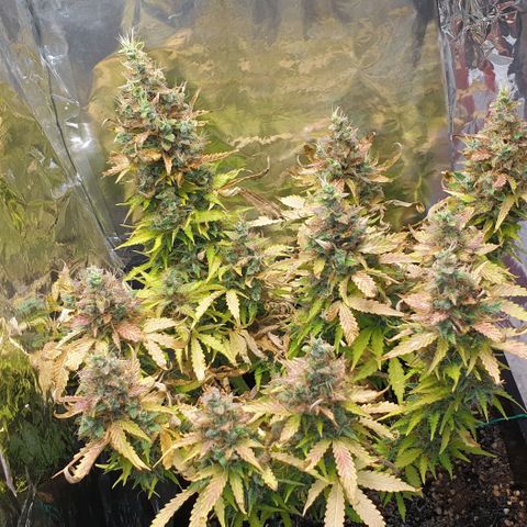 Mary ‎Lou growlog timeline photo