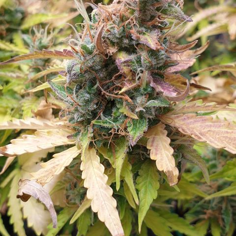 Mary ‎Lou growlog timeline photo