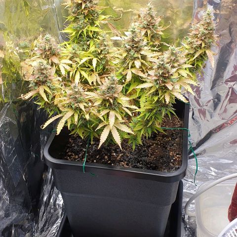 Mary ‎Lou growlog timeline photo