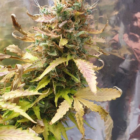 Mary ‎Lou growlog timeline photo