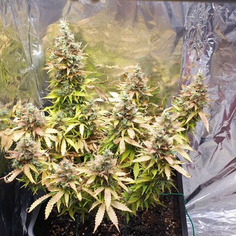 Mary ‎Lou growlog timeline photo