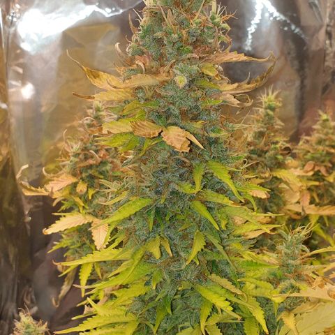Mary ‎Lou growlog timeline photo