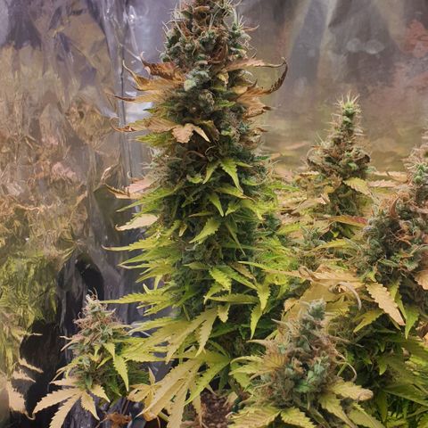 Mary ‎Lou growlog timeline photo