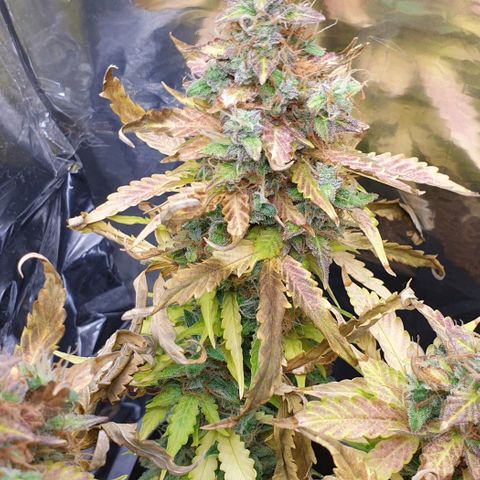 Mary ‎Lou growlog timeline photo