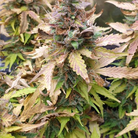 Mary ‎Lou growlog timeline photo