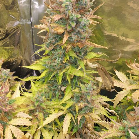 Mary ‎Lou growlog timeline photo