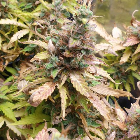 Mary ‎Lou growlog timeline photo