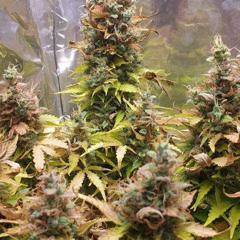 Mary ‎Lou growlog timeline photo