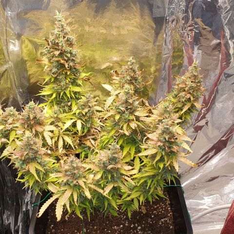 Mary ‎Lou growlog timeline photo