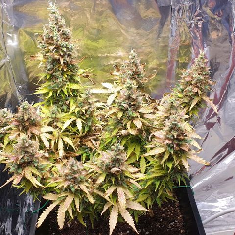 Mary ‎Lou growlog timeline photo