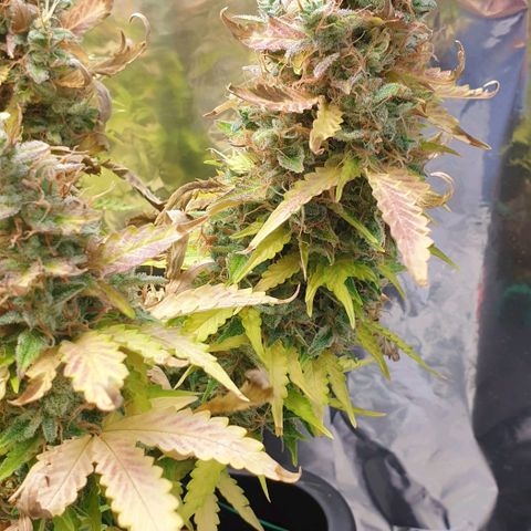 Mary ‎Lou growlog timeline photo