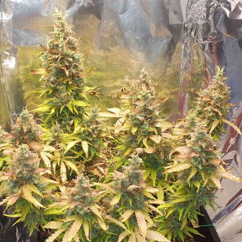 Mary ‎Lou growlog timeline photo