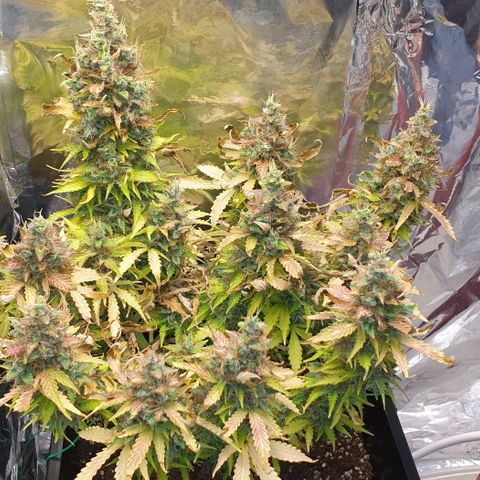 Mary ‎Lou growlog timeline photo