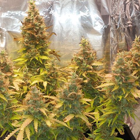 Mary ‎Lou growlog timeline photo