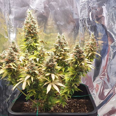 Mary ‎Lou growlog timeline photo