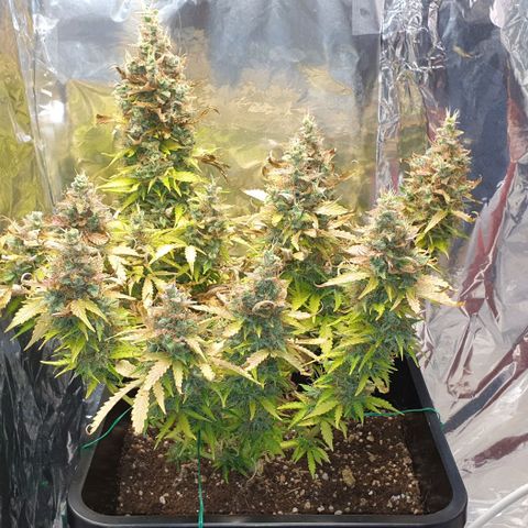 Mary ‎Lou growlog timeline photo