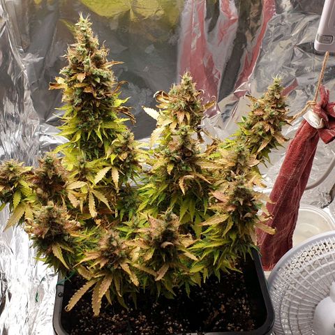 Mary ‎Lou growlog timeline photo